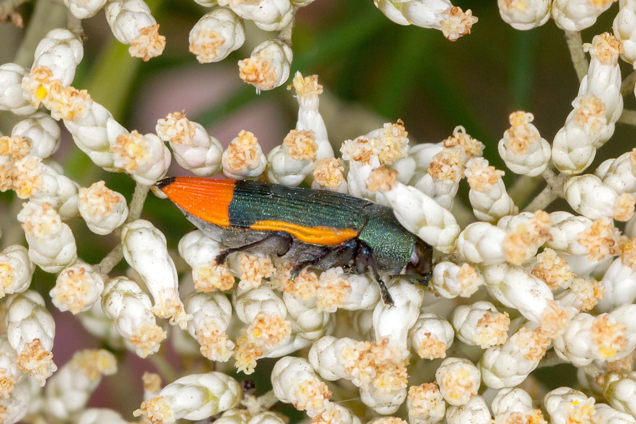 Image of Castiarina kerremansi (Blackburn 1890)