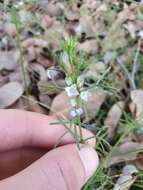 Image of Boronia ramosa (Lindley) Benth.