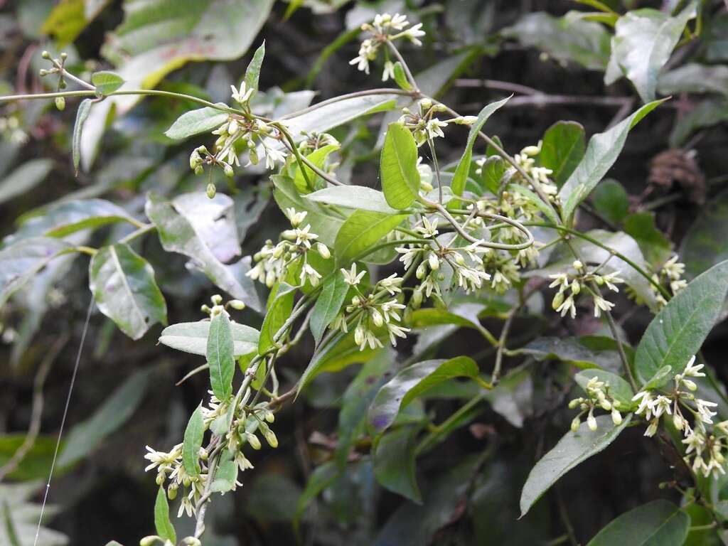 Image of Metastelma californicum subsp. lanceolatum (Schltr.) Liede & Meve