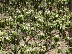 Image of Denhamia disperma (F. Müll.) M. P. Simmons