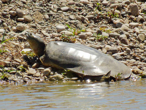 Image of Euphrates Softshell Turtle