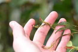 Image of Lepanthes cassidea Rchb. fil.