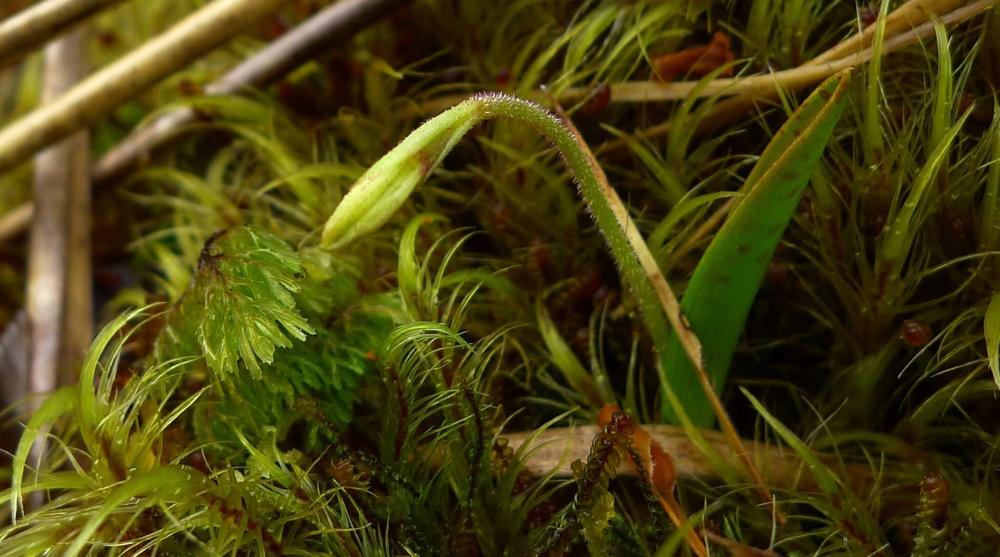 Image of Aporostylis bifolia (Hook. fil.) Rupp & Hatch