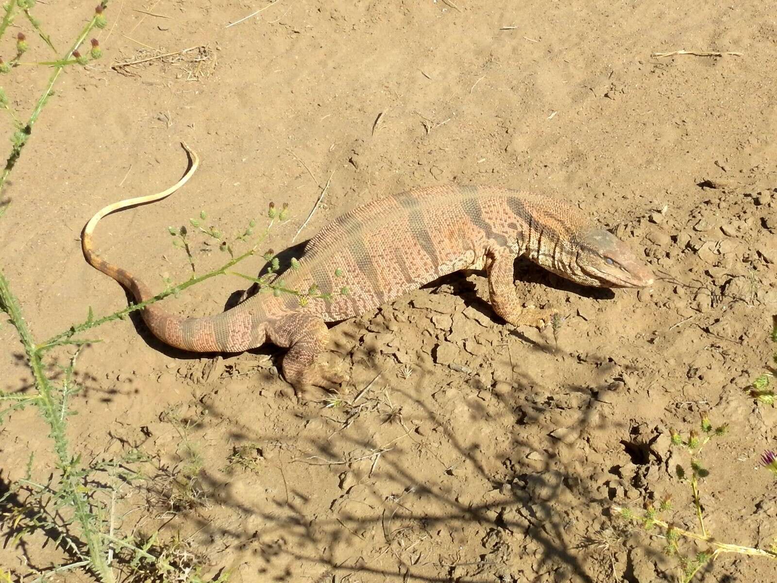 Image of Varanus griseus caspius (Eichwald 1831)