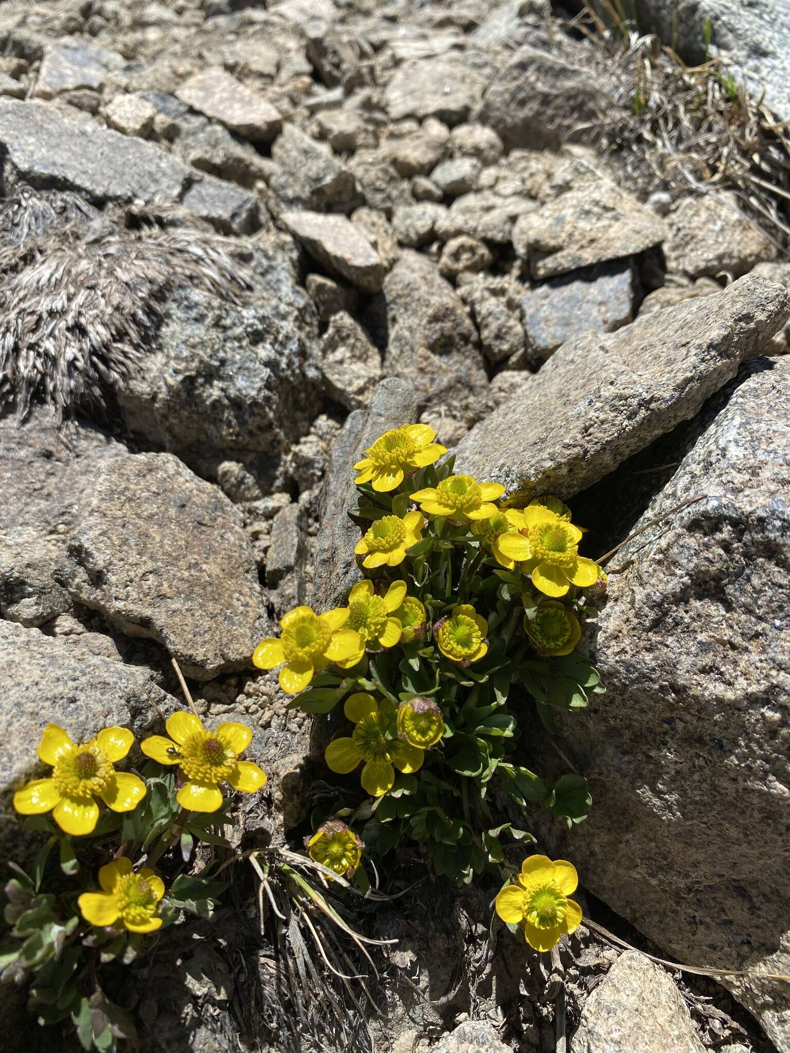 Image de Ranunculus eschscholtzii var. oxynotus (Gray) Jeps.