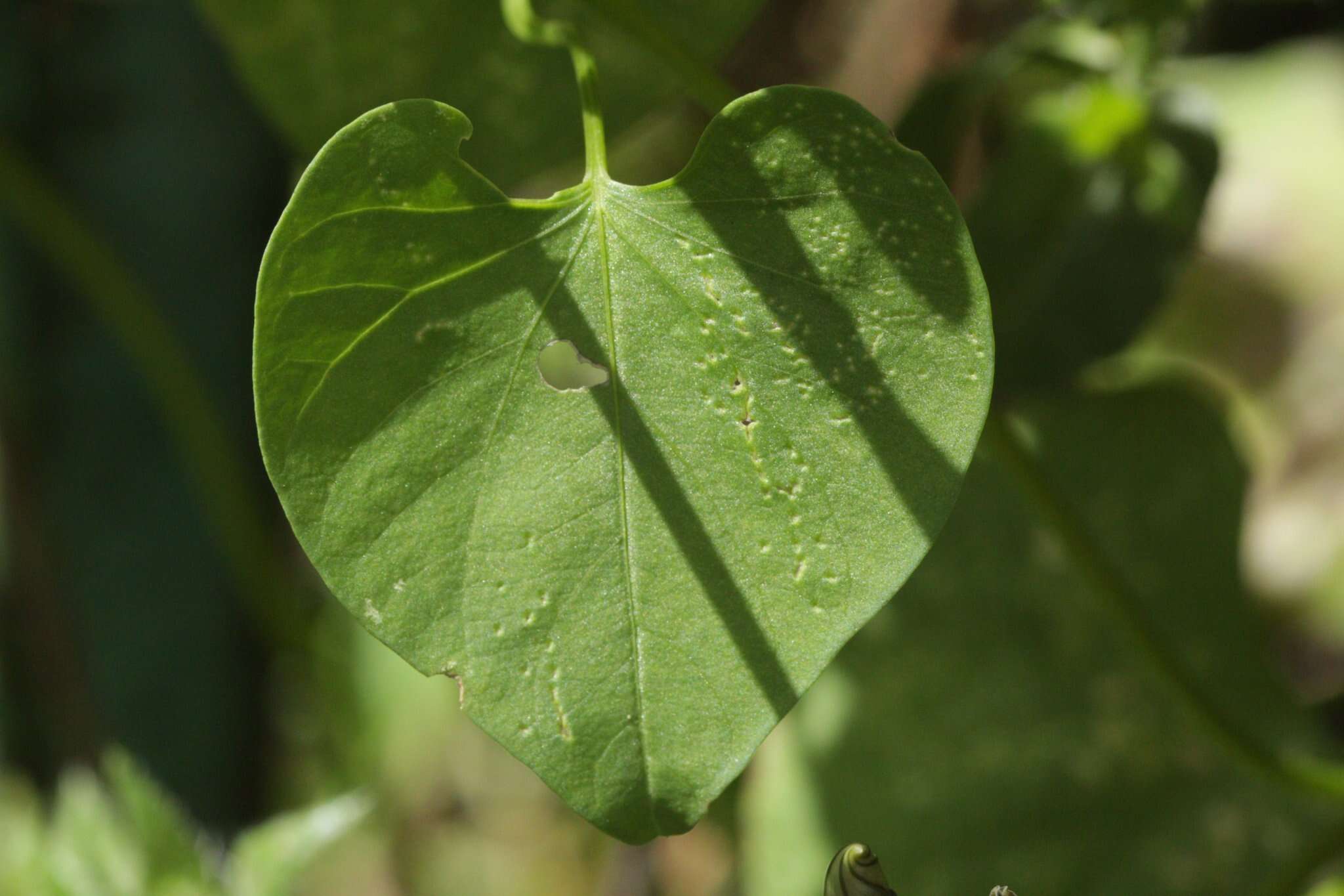 Image of Ololiuqui or Mexican Morning Glory