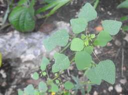 Image of Euphorbia ocymoidea L.