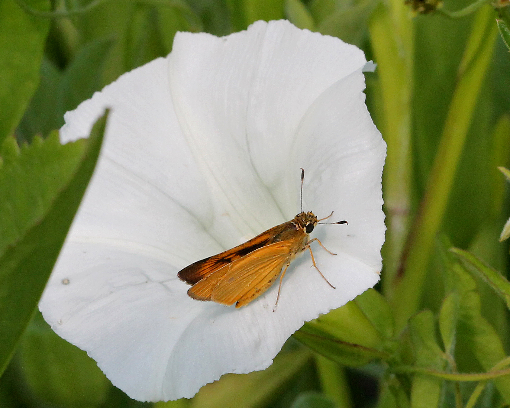 Ipomoea alba (rights holder: Mary Keim)