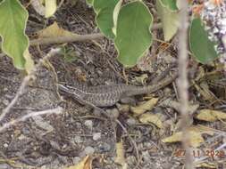 Image of Günther's Whorltail Iguana