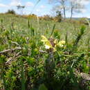 Image of Pedicularis schizocalyx (Lange) Steininger