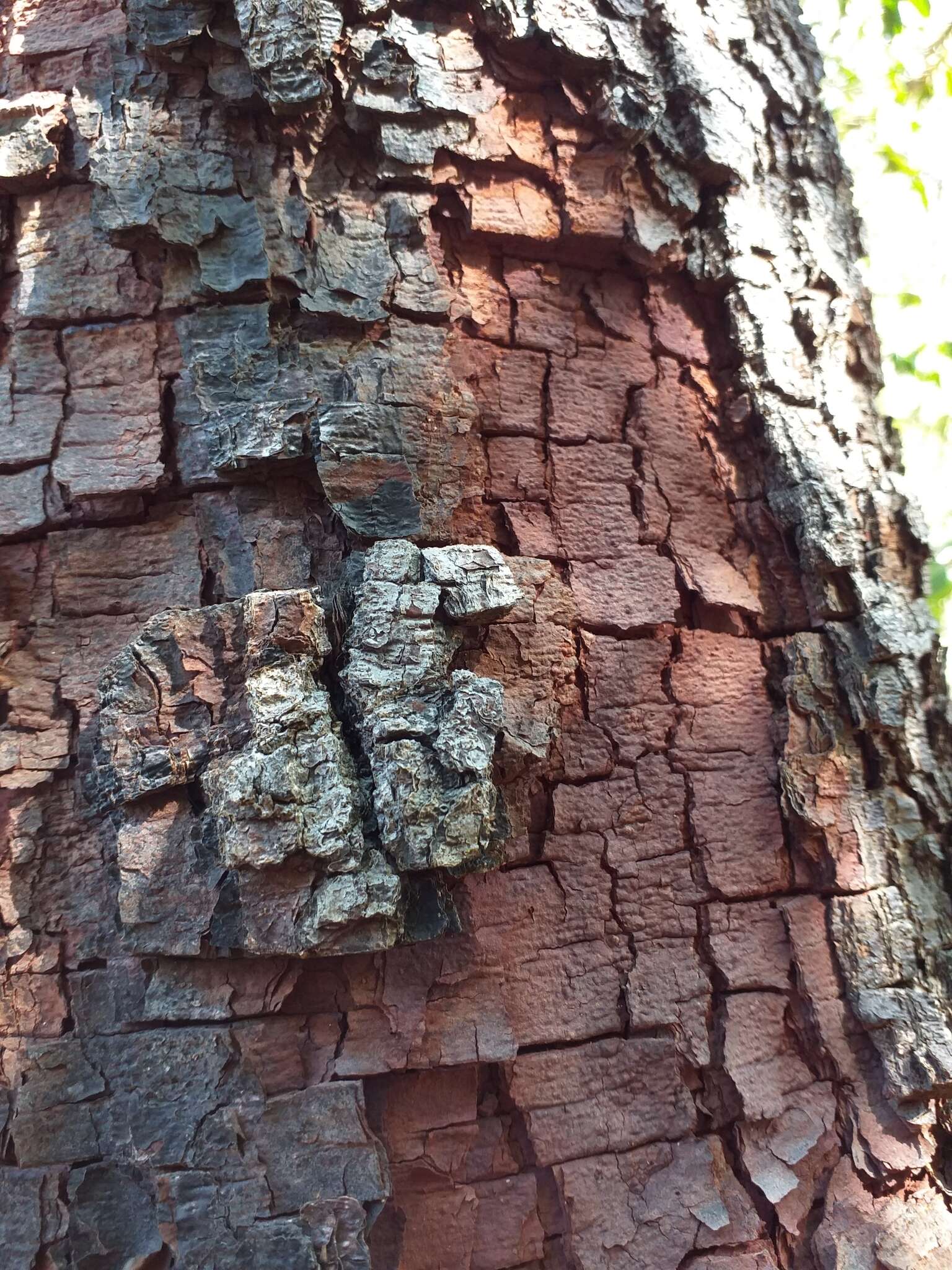 Imagem de Copaifera langsdorffii Desf.