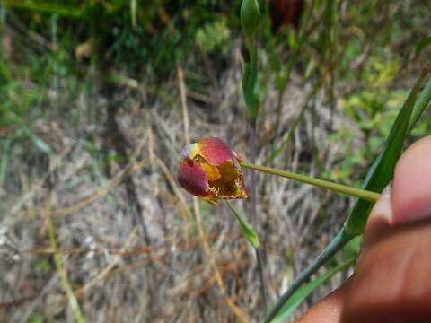 Image of Calochortus cernuus Painter