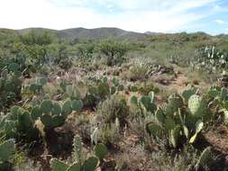 Image of Arizona cottontop