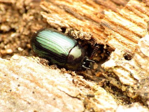 Image of Neomida bicornis (Fabricius 1777)