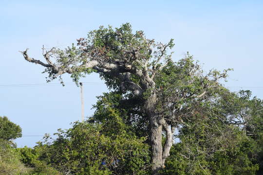 Image of Manilkara hexandra (Roxb.) Dubard