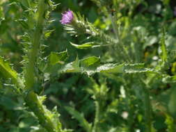 Image of Carduus acicularis Bertol.