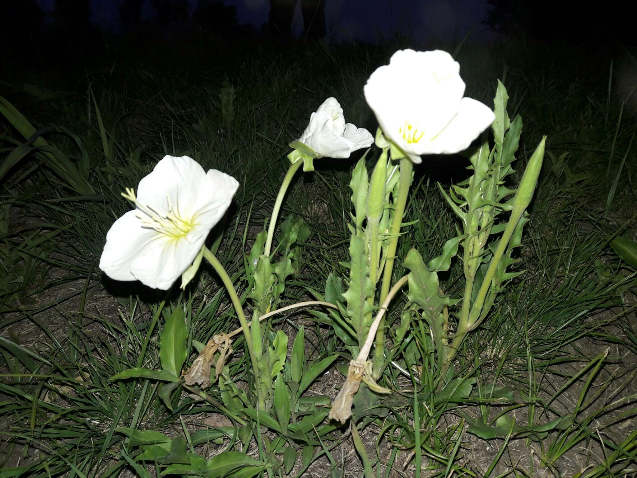 Sivun <i>Oenothera centaurifolia</i> kuva