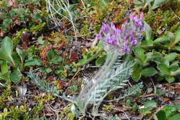 Oxytropis vassilczenkoi Jurtzev resmi