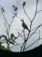 Image of Pied Imperial Pigeon