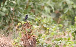 Image of White-fronted Black Chat