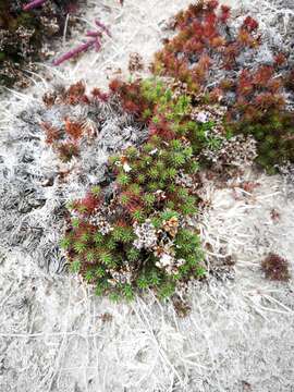 Image of Limonium kraussianum (Buchinger ex Boiss.) Kuntze