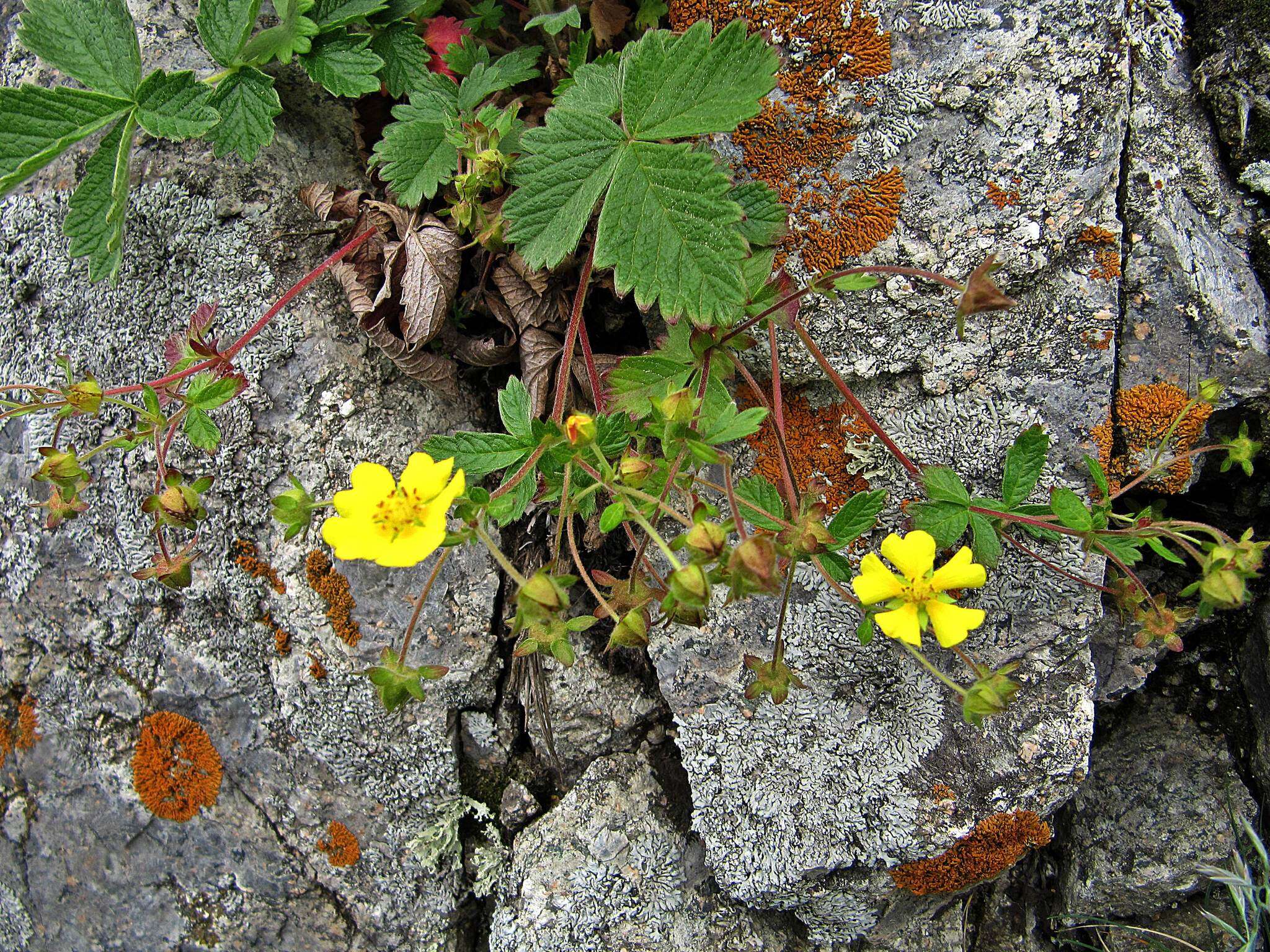 Imagem de Potentilla ancistrifolia Bunge