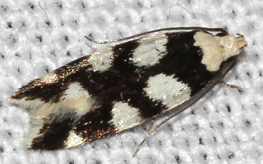 Plancia ëd Pseudotelphusa tessella Linnaeus 1758