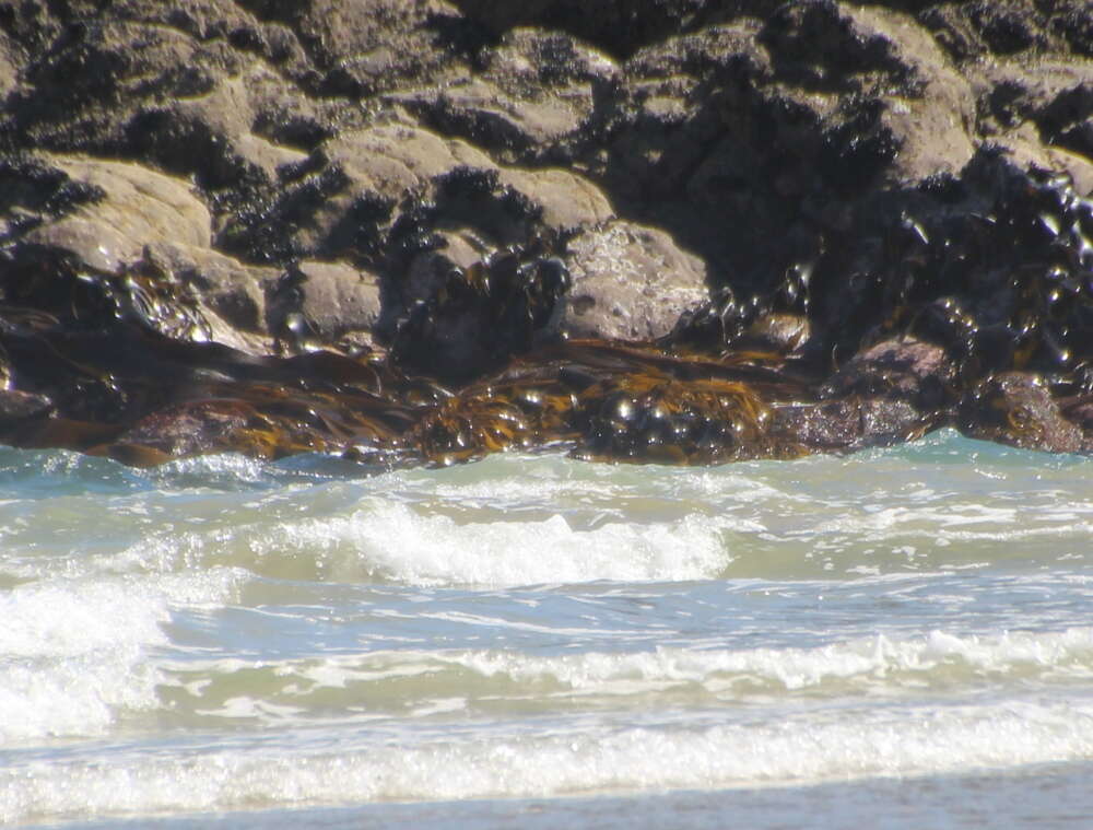 Image of New Zealand bull kelp