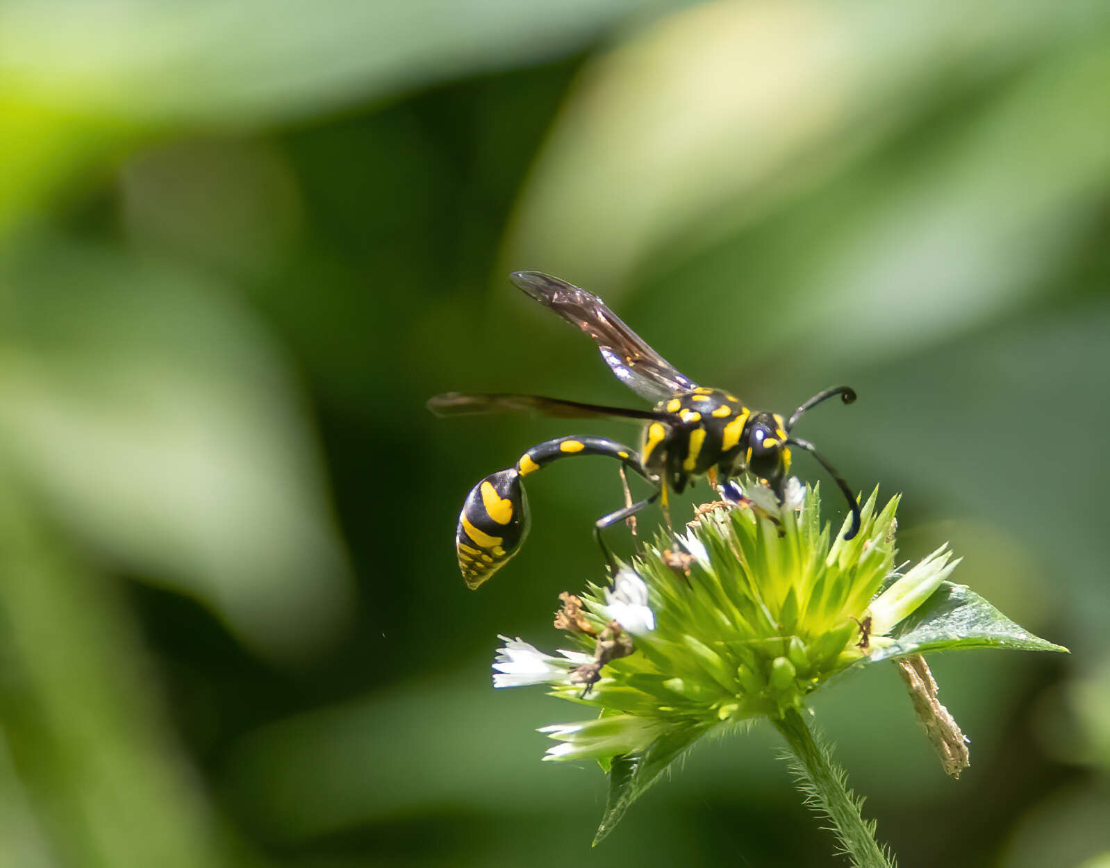 Phimenes flavopictus timorensis (Vecht 1959)的圖片