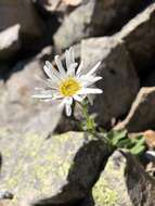 Image of Aster takasagomontanus Sasaki