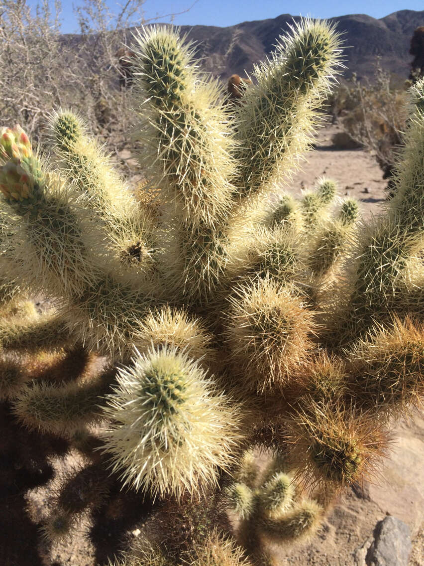 Image of teddybear cholla