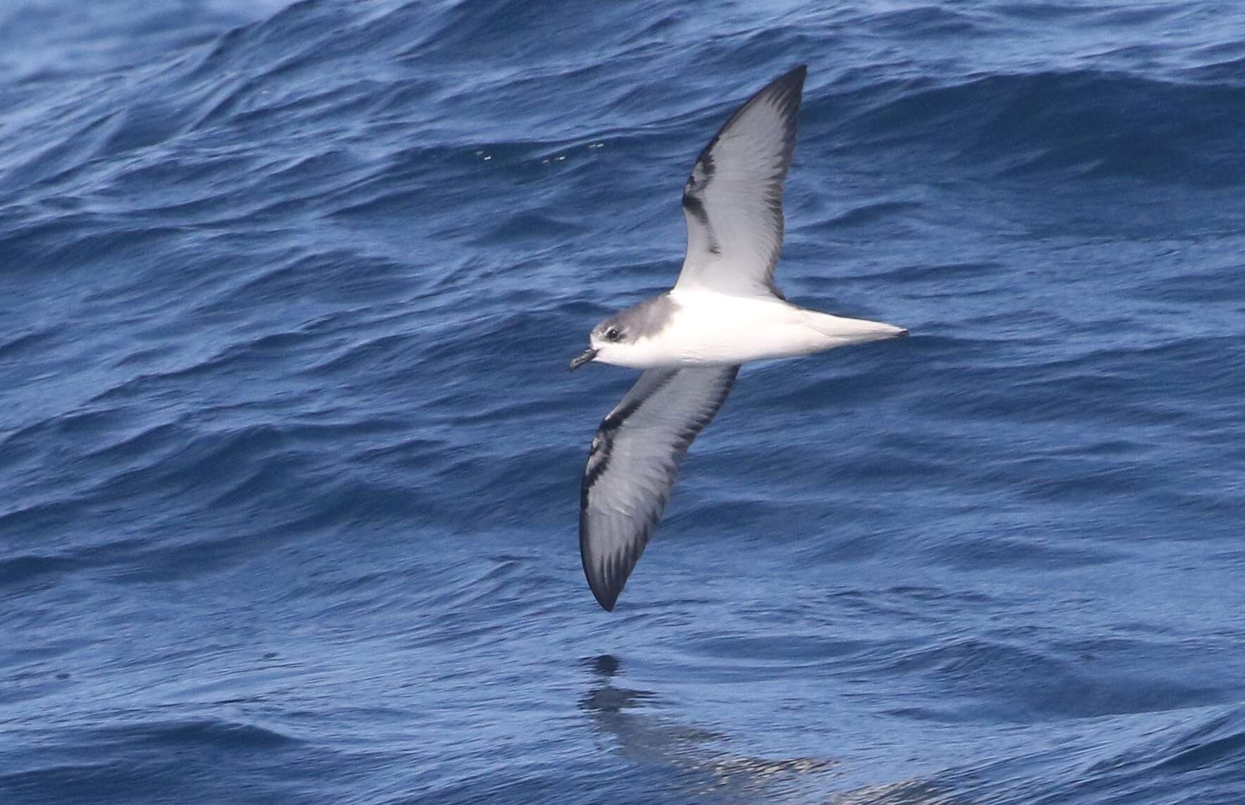 Image of Pycroft's Petrel