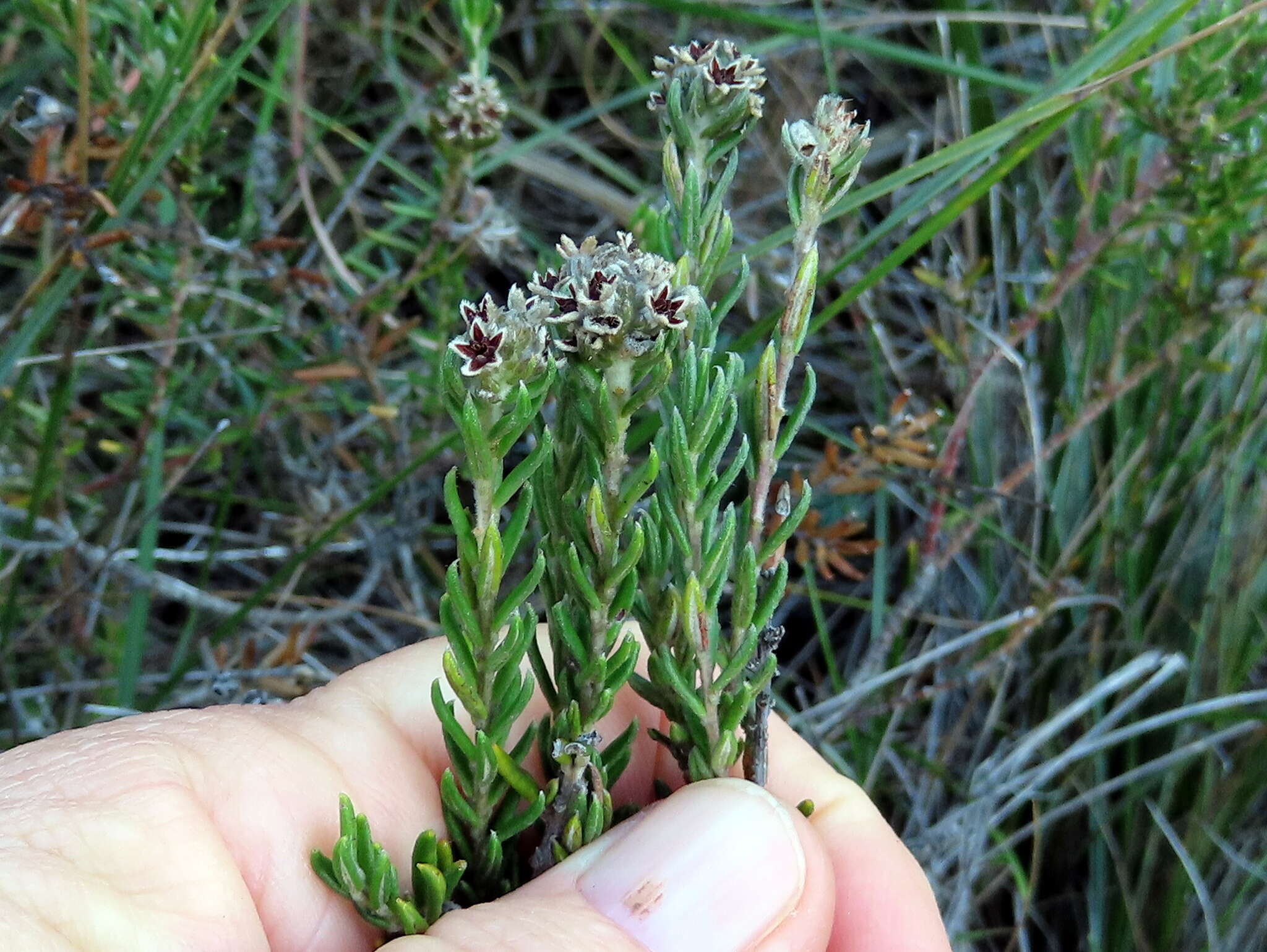 Image of Phylica imberbis Berg.