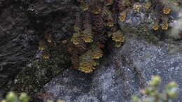 Image of Hymenophyllum tomentosum Kunze