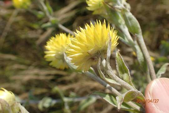 Image de Helichrysum decorum DC.