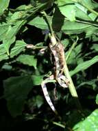 Image of Amazon Basin Tree Snake