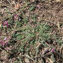 Imagem de Astragalus gentryi Standl.