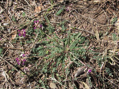 Imagem de Astragalus gentryi Standl.