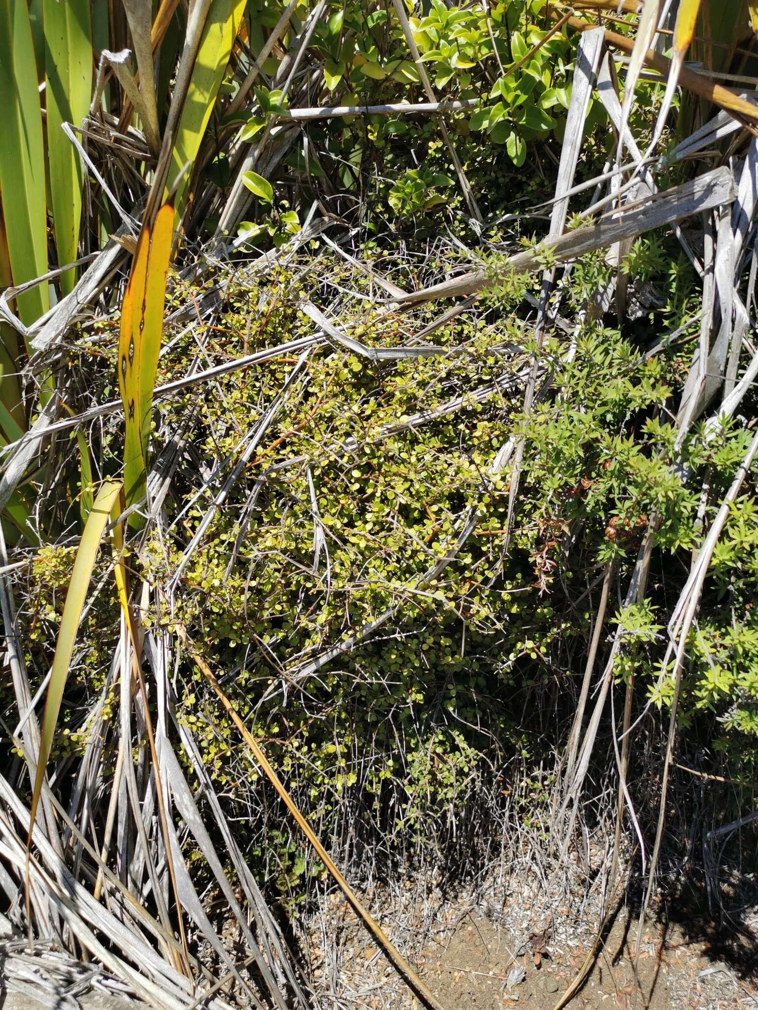 Image of Coprosma neglecta Cheeseman