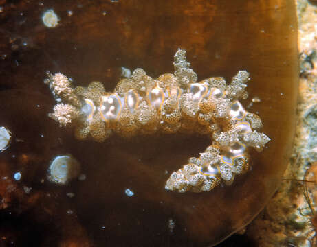 Image of Limenandra rosanae Carmona, Pola, Gosliner & Cervera 2014