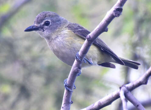 Image of Vireo cassinii lucasanus Brewster 1891