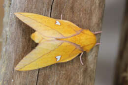 Image of Syssphinx mexicana (Boisduval 1872)