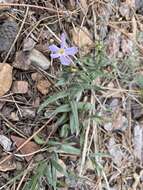 Image of Big Bear Valley phlox