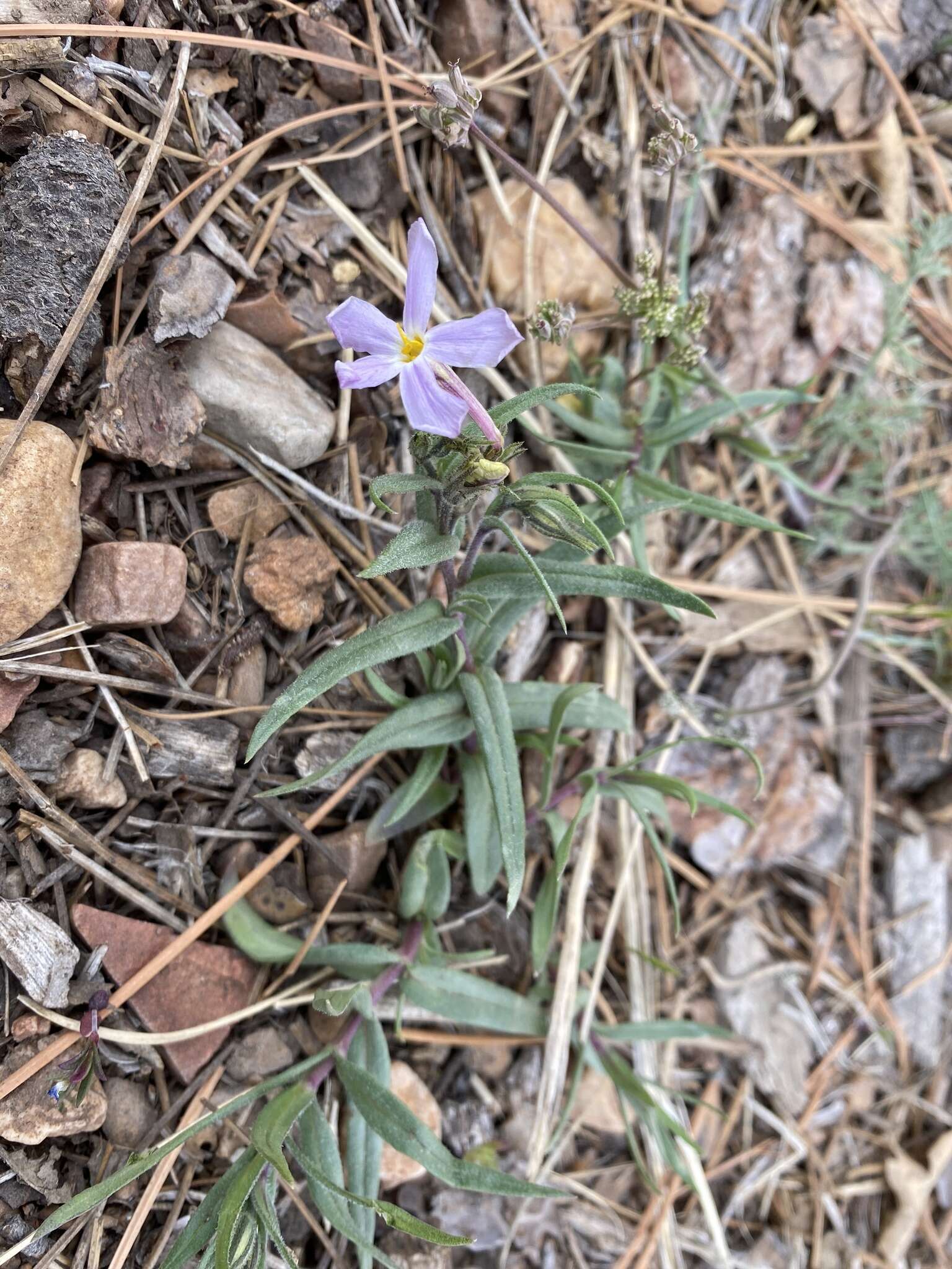 Image of Big Bear Valley phlox