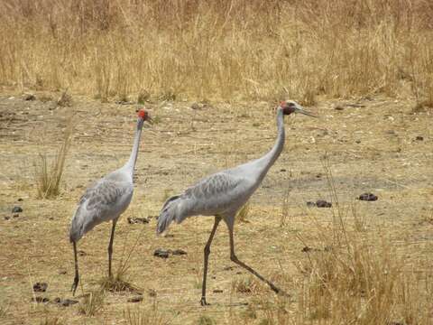 Image of Brolga