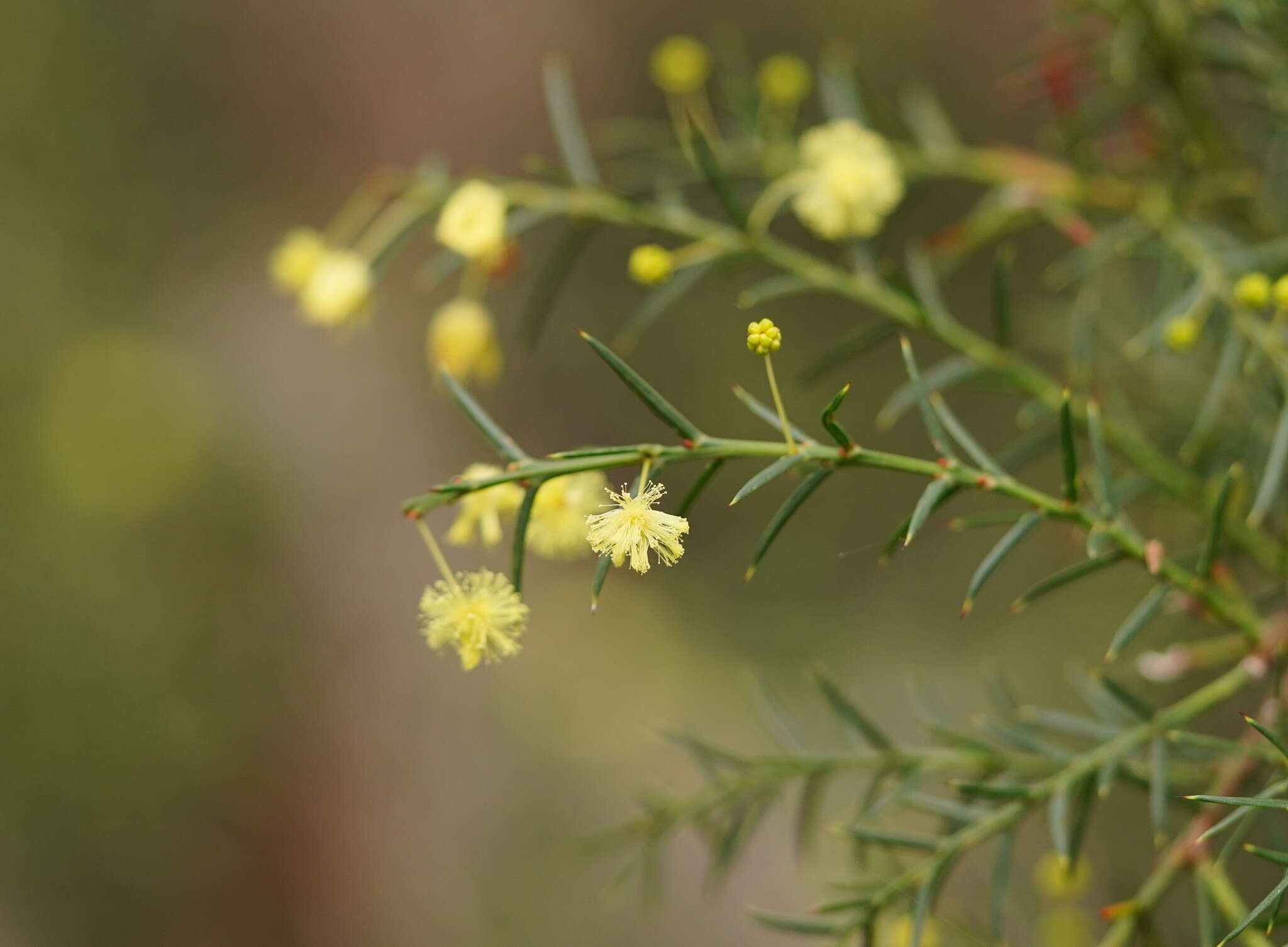 صورة Acacia genistifolia Link