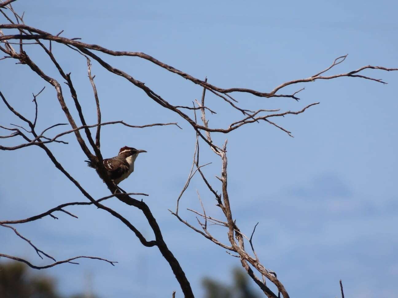 Image of Chestnut-crowned Babbler