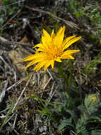 Image of sessileflower false goldenaster