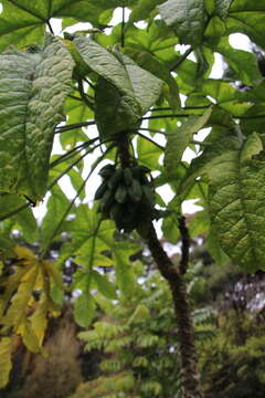 Image of Mountain papaya