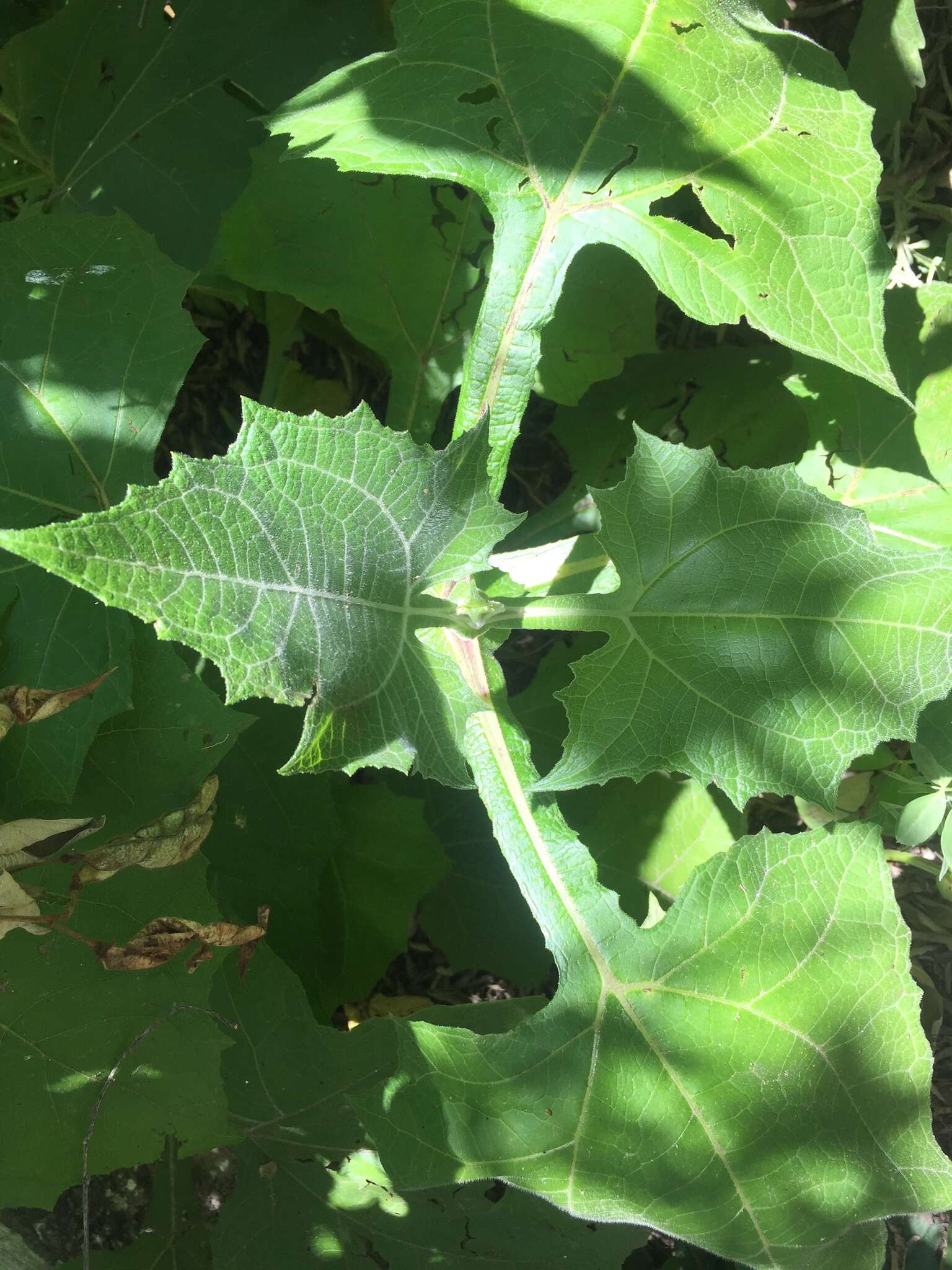 Imagem de Smallanthus sonchifolius (Poepp. & Endl.) H. Rob.